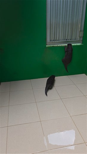 Hayo kalain lagi ngapain? ll Hey, what are you guys doing? #siboni #sibona #otter #animals #cute