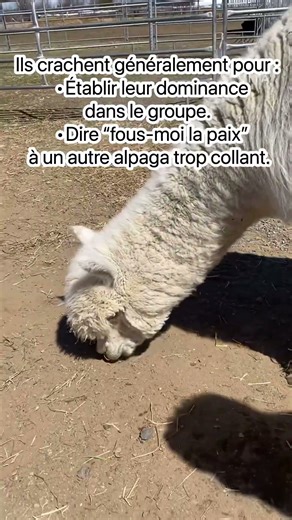 Les alpagas crachent-ils?