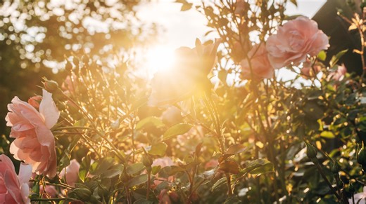 This Adorable Umbrella Hack Might Just Save Your Plants This Summer - House Digest