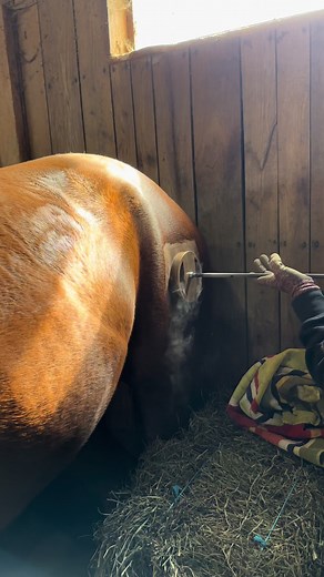 Branding day at the barn🥳 #turnttrainingandbarrelhorses #barrelhorse #freezebranding