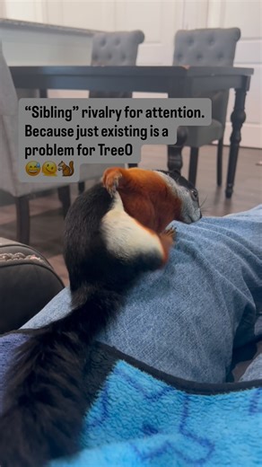 5.3K views · 8.2K reactions | Squirrel size temper tantrum. TreeO is a Prevost squirrel that doesn’t share attention or the couch 藍 life at home with squirrels #funnypets #squirrellife #cutesquirrel | Twiggy The Water Skiing Squirrel | Facebook