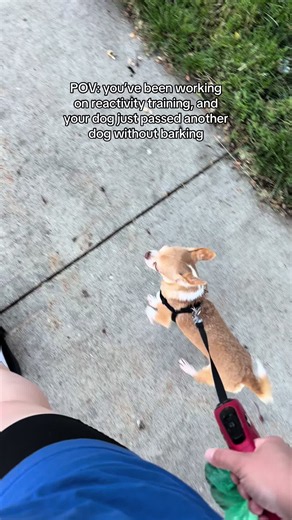 so proud of my boy 🥰 #reactivedog #reactivedogtraining #chihuahua #progress #proud