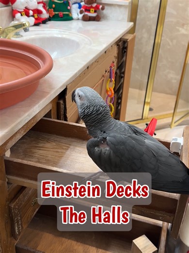 Einstein's Christmas Surprise with Beautiful Decorations