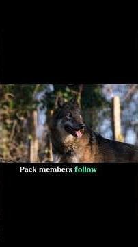 Why Wolves Are Different From Other Animals #wildlifeentertainment #facts #animalintelligence