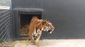 83K views · 7.1K reactions | Alcyone is in Stage 2B now for two...