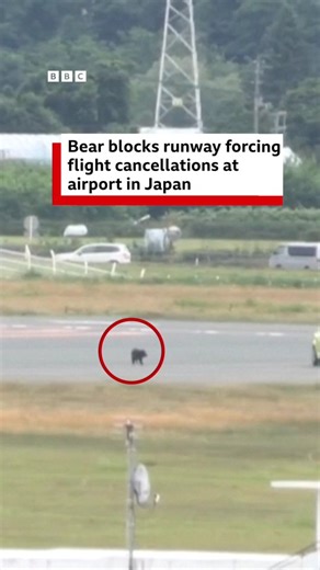 A bear roaming a runway at a Japanese airport forced staff to cancel flights and declare itself off-limits to passengers for the day. Human encounters with bears have reached record levels in Japan. In the year to April 2024, there were a record 219 bear attacks in the country - six of them fatal, according to official data. Climate change affecting food sources and hibernation times, along with depopulation linked to an ageing society, are causing bears to venture into towns more frequently, sc