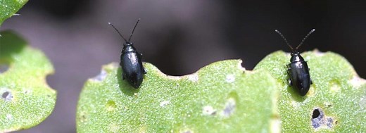 Flea Beetles | Canola Encyclopedia