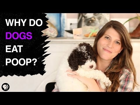 Why Do Dogs Eat Poop?