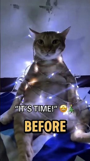 CRAZIEST Cat Fights EVER – Number 1 Is WILD! 😱🐱🔥