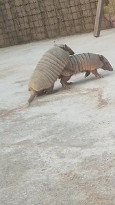 Vídeo de matuto do interior (@_matudo_do_interio) relacionado a armadillo