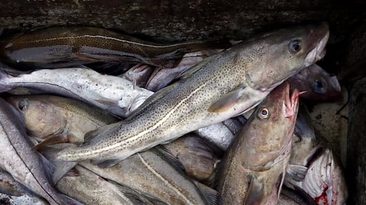 Downward spiral for Atlantic cod continues in Gulf of St. Lawrence | CBC News