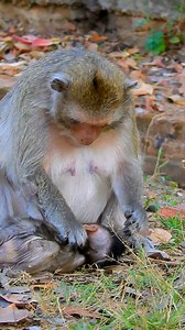 2.7K views · 70 reactions | Patty angry Patrick that he not listen to his mother | Wildlife Idol | Facebook