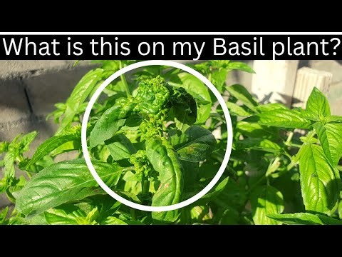 This is how Aphids and Whiteflies can affect Basil plants》Watch if you grow or plan to grow Basil