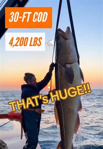 World’s Largest 4,200 LB COD! 🐟🔥 (Insane Scale) We caught a 30-FT, 4,200 LB Cod and brought it straight to the kitchen! 🌊🐟 Watch as we prep this massive fish with a lemon pepper bath, buckets of olive oil, and fresh dill before sliding it into a 400°F oven. The result? Super flaky, fragrant, and absolutely massive! Is this the ultimate seafood feast? #GiantCod #SeafoodFeast #CookingChallenge #giantfood #Fisherman