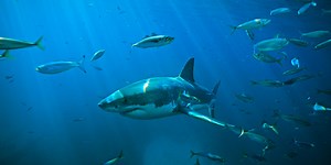 Another large great white shark tracked off Florida coast as spring break approaches