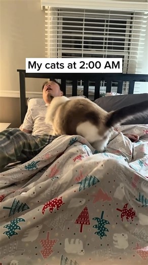 5.1K views · 20K reactions | When hunger strikes past midnight… . Having three big boy cats isn’t easy, OK? They get hungry at unreasonable hours. Picco and Haku? They’ll wait until morning like civilized fluff. But Dale—this oversized toddler—cannot and will not wait. . No cats were harmed during filming. Just one adult man. No lawsuit filed (yet). . #cat #funnycat #catdad #catreels | Ragdoll Rangers | Facebook