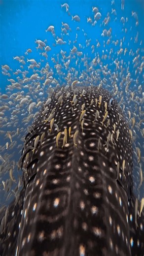 🐋🇲🇾 Blessed to experience this incredible whale shark encounter right here in Malaysia! And the best part? @irwanismail_ was the only one close enough to capture it up close on my #GoPro. Moments like these make Tioman’s underwater world feel like home. 🌊💙 Tioman Island, Pahang, Malaysia 📍 🎥: @irwanismail_ #GoProSGMY #GoProMalaysia #TiomanIsland #WhaleShark #DivingMalaysia #LocalAdventures #UnderwaterMalaysia #CaptureTheMoment | GoPro