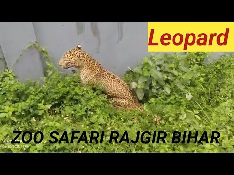 "Rajgir Zoo Safari 🐆 | Amazing Wildlife Safari in Bihar | 🦁 Nature Safari Rajgir" #trending #video 🦌