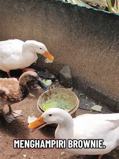 Makan bareng senior 🥬🦆 #bebek #duck #ducksoftiktok