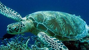 Το βίντεο ενός Κρητικού ψαρά που έγινε viral: Οι... βόλτες μίας χελώνας Καρέτα Καρέτα στον βυθό της Άρβης