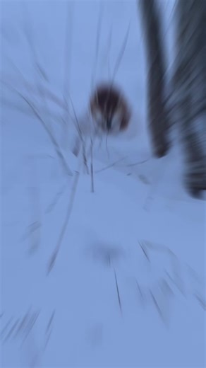 Enjoying a Snowy Morning with My Shiba Inu