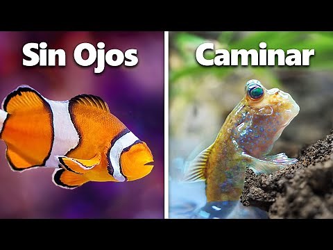 Conseguí Los 7 Peces Mascota Más Extraños...