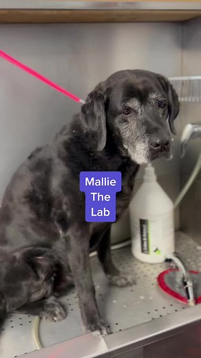 GroomingbyHannah on TikTok