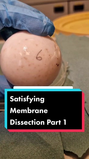 I study failed turtle and tortoise eggs from threatened species around the world. I dissect dead eggs to extract important parts that will help us understand why they failed and help zoos and conservation groups improve their current methods. This way, we can improve hatching success and save future baby turtles and tortoises and hopefully boost population numbers #turtleeggs #tortoiseegg #egg #eggs #eggchallenge #dissection #dissecting #biology #stemtok #turtles #turtle #tortoises #tortoise #yo