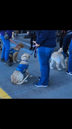 COPPER'S SERVICE DOG TRAINING We went to Hannaford's to train Socialization Skills. Meet some of my family! Www.missionworkingdogs.org @missionworkingdogs #goldenretriever #servicedogsofinsta #cutedog #dogsofinstagram #adorable | Phil McLean