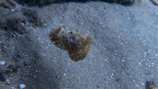 Baby cuttlefish swims along ocean floor