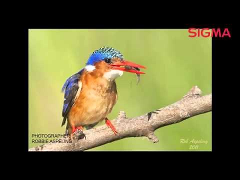 The Sigma 300mm F2 8 EX APO DG HSM