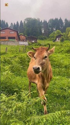 COW - Cow sounds 🐮 ( Cows eating grass )