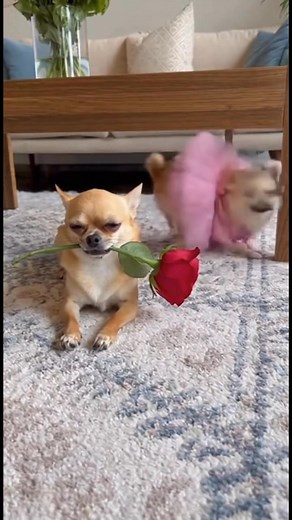 4.7K views · 33 reactions | He Gave Her a Flower — and Her Heart Exploded with Happiness   #Chihuahua #FunnyVideos #aivideo | Jelly bed | Facebook
