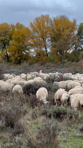 Rebaño de ovejas de raza Rasa Aragonesa, de Michel Pardo en Senegüe, Huesca. | Pastores Grupo Cooperativo