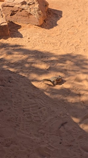 More chipmunks... | Heather Cashwell | Facebook