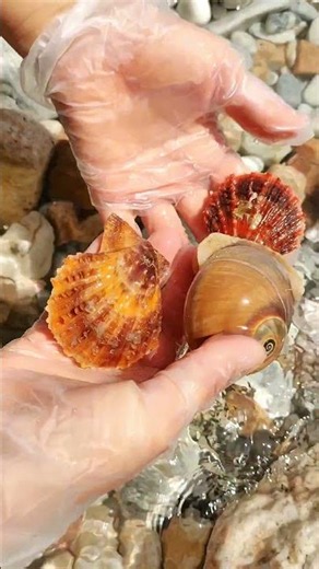 Sea Agate and Sea Crystal: Finding Hidden Treasures on the Shore and rare pearl