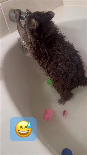 Pip’s ADD in high gear 🤣 #funny #cuteanimals #bathtub #babyanimals raccoon #pip #paws #crittercam