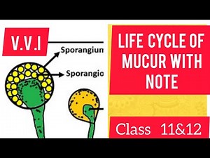 life cycle of mucur/ life cycle of mucor class 11
