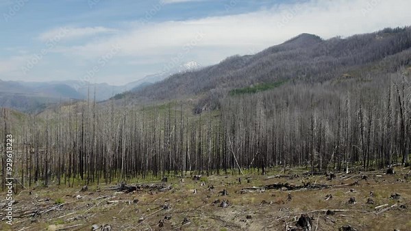 Dead trees after forest fire in Oregon burned down vast acrage at the foot of the mountains. 4K