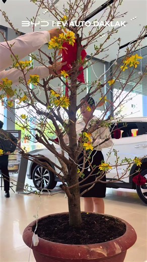 Vậy là hết 3 ngày Tết rồi. Mùng 1 - Mùng 2 - Mùng 3 mọi người được nhiều tiền lì xì hông? Mình thì giờ mà chỉ có khách Chốt xe mới là mở pass to lớn . Khách đi xe điện đã thử V to L chưaaaa??? #phuonghoabyd #byddaklak #otodien #byd