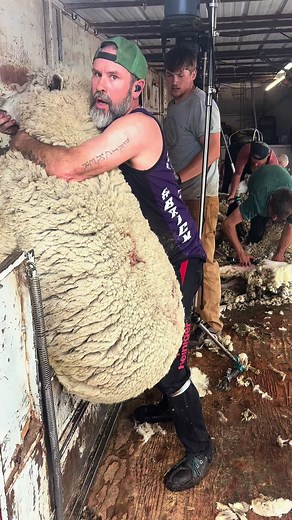 Shearing the Big Girls at Phillippi Corriedales
