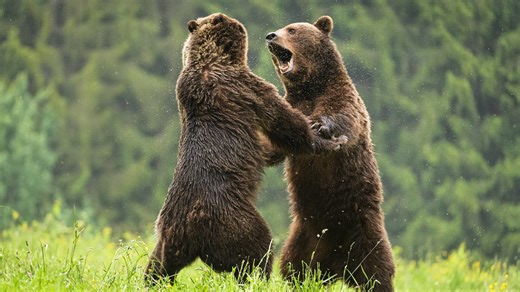 How Male Bears Attract Mates | Nature