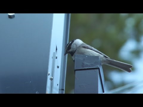 Mountain chickadees have remarkable memories