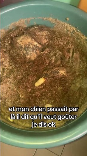 Tout savoir sur les hannetons : de l'insecte à la formation 🐞 #foodshorts #Écologie #environnement