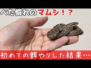 マムシ！？赤ちゃんヘビに初めての餌やり【蛇の捕食】♦️Gloydius blomhoffii!?First feeding baby snake