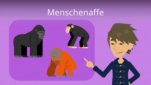 Menschenaffe • Steckbrief, Mensch und Menschenaffe