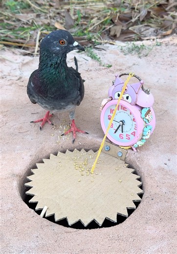 Effective DIY Pigeon Trap with Alarm Clock and Paper