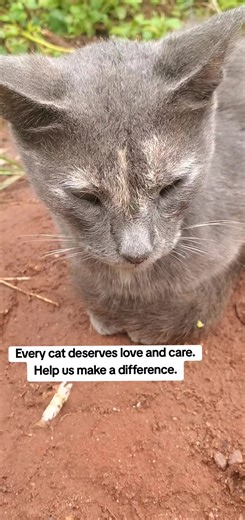 Every cat deserves love and care. Help us make a difference.#bts #dog #viraltiktok #viraltiktok #fyyyyyyyyyyyyyyyyyyy