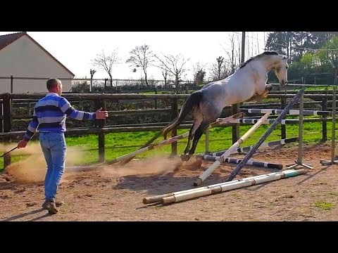 Comment bien faire sauter son cheval en liberté