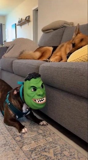 Pitbull, Dachshund Mix Jump scares German Shepherds.